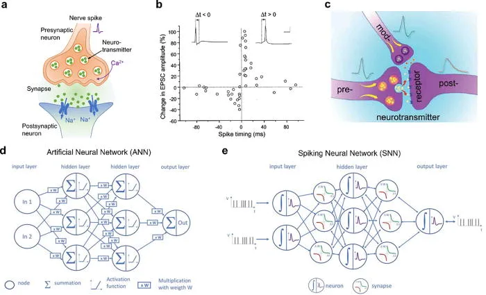 Ferroelectric Artificial Synapses: The Future Of Low-Energy, High-Efficiency Neuromorphic Computing